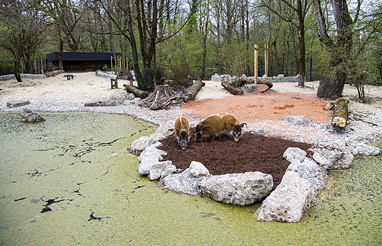 Neue Außenanlage für Pinselohrschweine (©Foto: Tierpark Hellabrunn, Marc Müller)